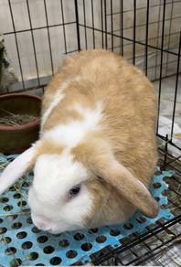 Holland Lop rabbit