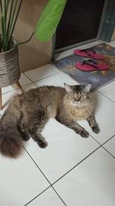 British Longhair