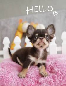 CHIHUAHUA PUPPIES VIP09🌷Head Apple Cute Dog