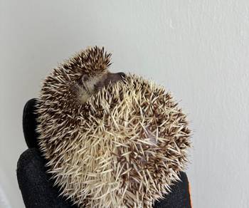 Hedgehog Female