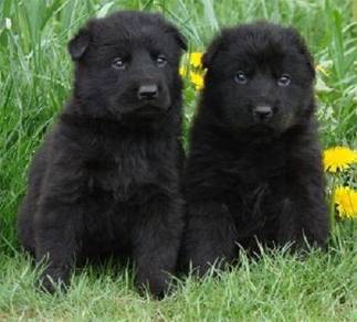 AHHA7711 German Shepherd Black haired #MKA