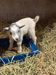 Pygmy Goat