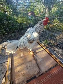 Ayam jantan muda baka sabung
