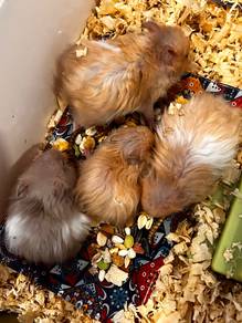 Syrian big bone 🐹❤️