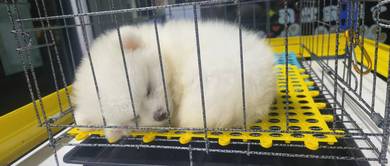 Tiny Pomeranian