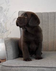Labrador retriever 