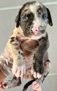XXL Pitbull