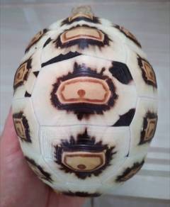 Tortoise