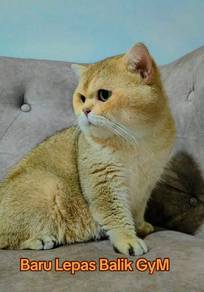 BSH Golden utk di Kawinkan