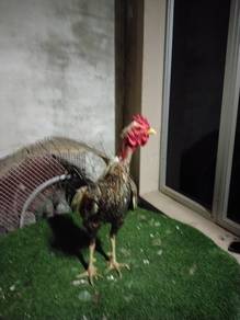 Ayam cigu