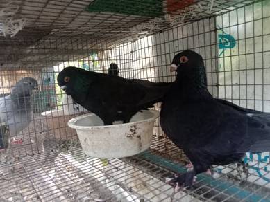 merpati paruh pendek