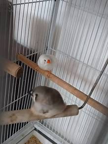 Zebra Finch male