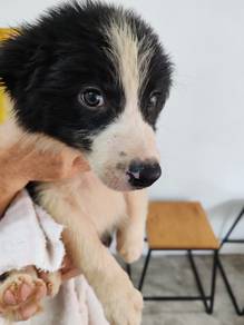 Cute BORDER COLLIE Puppies for Sale!