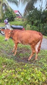 anak lembu