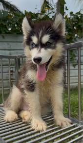 husky