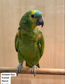 Amazon blue fronted Parrot for Sale