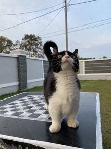 Munchkin Kinkalow Tuxedo Female 