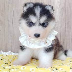 Husky