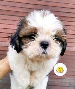 BVV1000 Shih Tzu cute puppies dogs