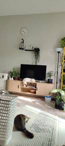 mix British shorthair 