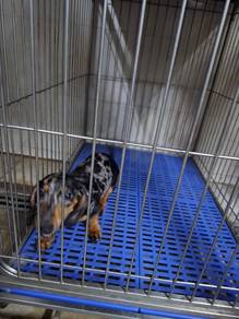 Variety Dachshund