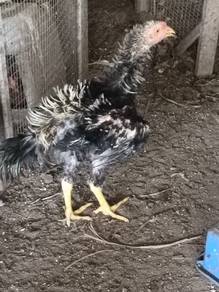 Ayam Bulu Balik