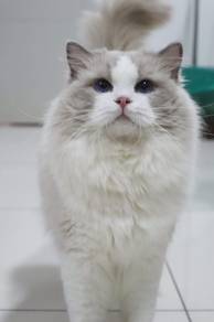 Ragdoll Blue point-white Male