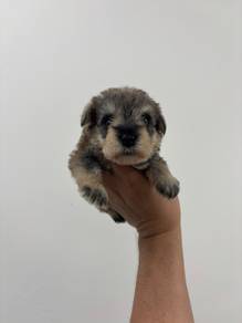 Schnauzer FEMALE 2
