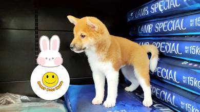 SS1022 Shiba Inu brown & white haired puppy dog