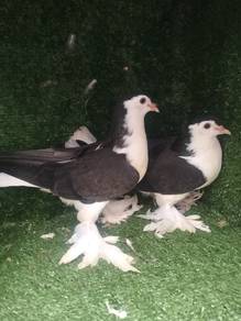 burung merpati Lahore anak muda 