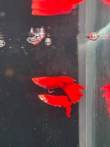 Albino Full Red Guppy