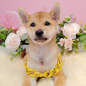 Shiba