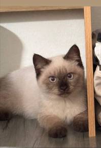 Siamese mix British 