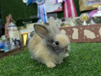 Arnab Mix Teddy Bear rabbit