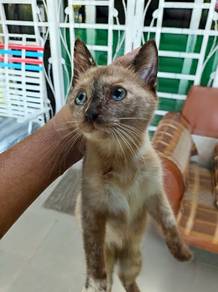Anak Kucing Betina Comel (umur nak masuk 5 bulan)