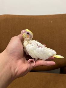 burung cockatiel bird parrot sun conure