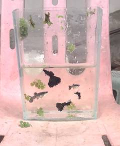 ikan guppy