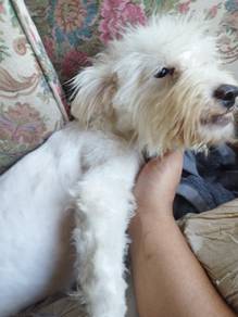 terrier mix shihtzu
