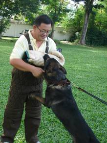 German Shapherd Guard Dogs