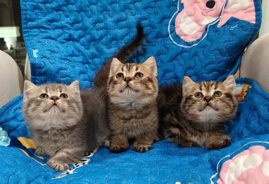 Munchkin kittens 