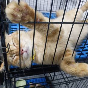 Domestic long hair cat  