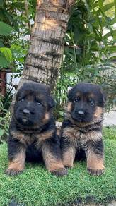 German Sheperd