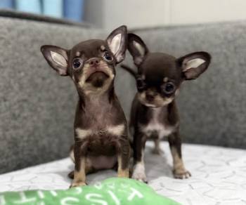 CHIHUAHUA PUPPIES 278 🌷Head Apple Cute Dog