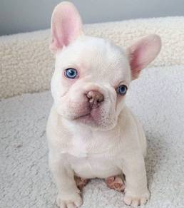 N1387 Fuzzy French Bull Blue Eyes Puppy Dog