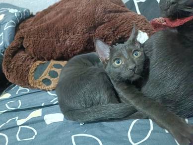 Rehome 2 black kittens, 1 male 1 female free