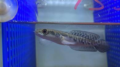 Ikan Channa Fish Maru - Yellow Sentarum (YS5)