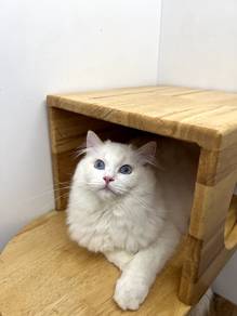 Ragdoll