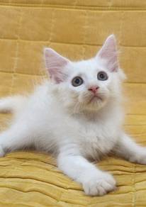 Mainecoon kitten Male