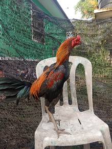 ayam pama