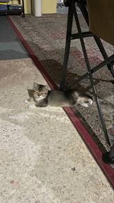 bsh